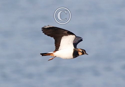 Lapwing in Flight  DM1682